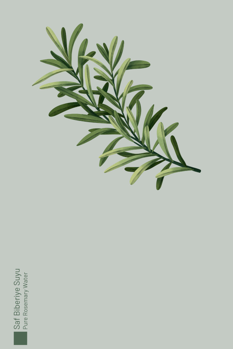 Seed Natural Herbs Biberiye Suyu Dökülme Karşıtı ve Hızlı Saç Uzatma Etkili Saf Saç Toniği 100 ml